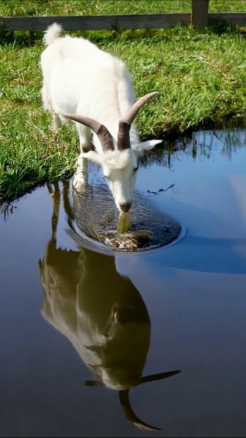 Милая козочка на пастбище #козы #животные #природа