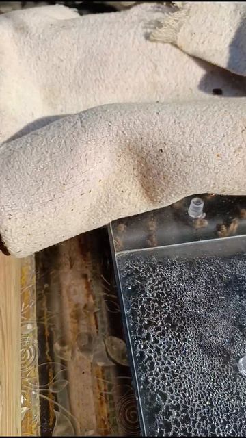 Сыту забрали.