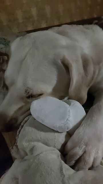 Медитация по-лабрадорски: Сосание хвостика для полного спокойствия 💤