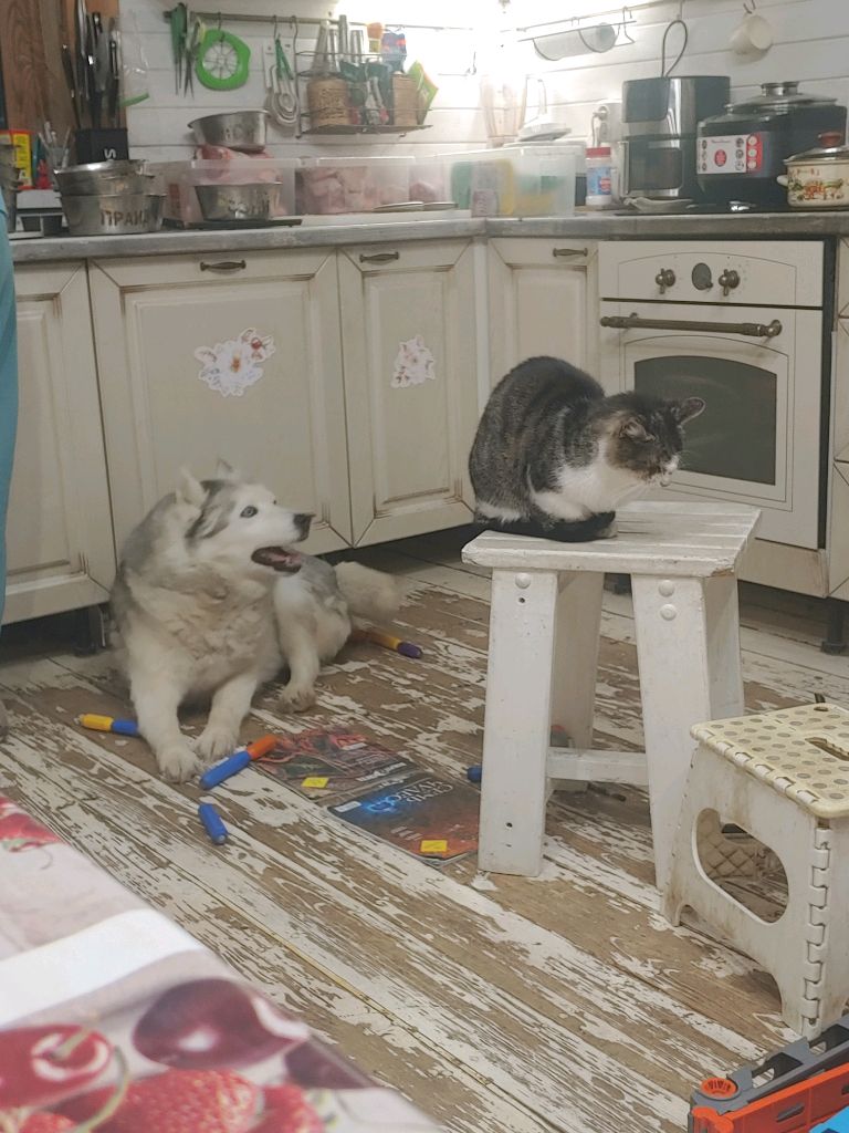 кошки воруют еду #хаски