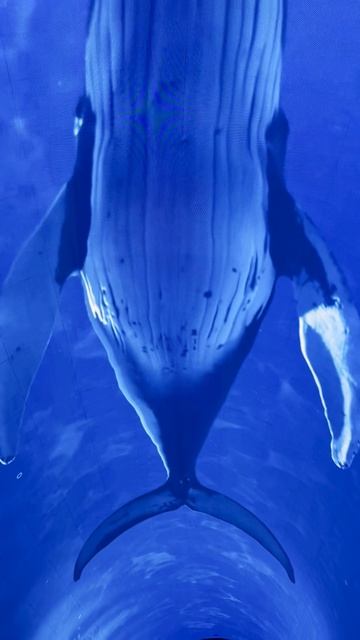 2f5a102b0fb92e60ea16ead4b9603b80