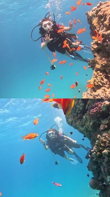 Дайвинг в Красном море 😍🐠🪸



#дайвинг #красноеморе #египет #рек #yappi #отпуск #море