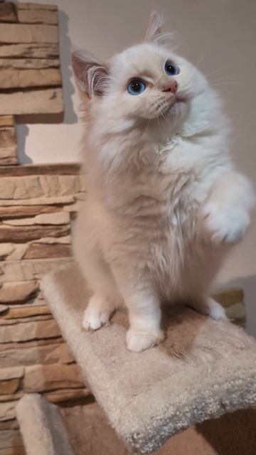 Рэгдолл. питомник кошек породы рэгдолл Plushdollru