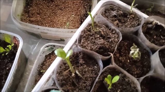 Рассада на 13 марта