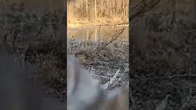 Настоящая Охота. в прямом эфире!