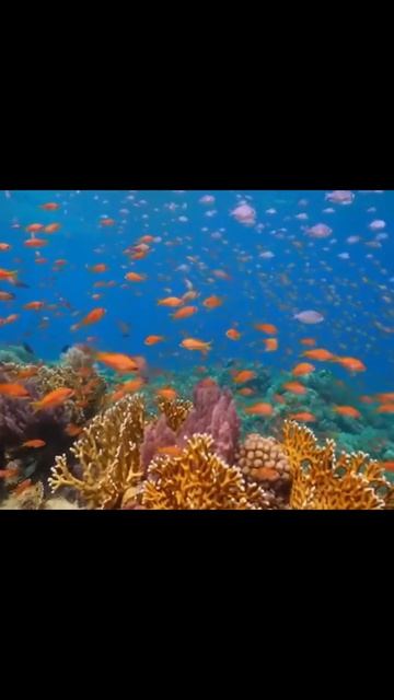 #ocean #fish #sealife #water #fyp