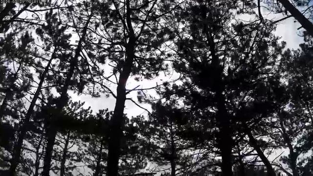 Утро в лесу