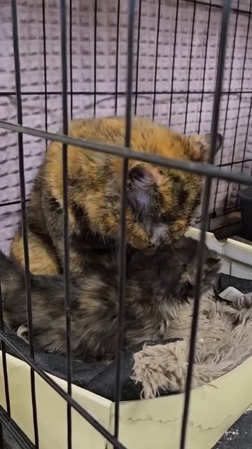 Кажется к нам попали все ИДЕАЛЬНЫЕ И ЛУЧШИЕ🐈🐈))