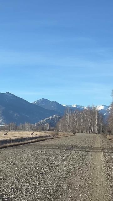 Весьма бодрое утро у кого-то сегодня!😍  Еще ни разу не встречали их сразу в таком количестве :)🦌