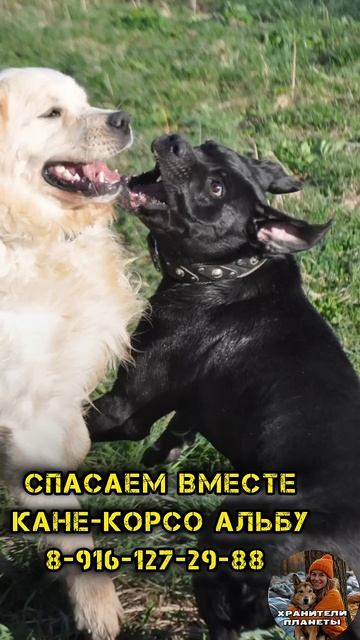 Спасаем осиротевшую кане-корсо Альбу!