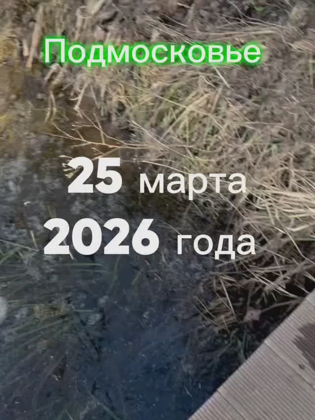 Подмосковье 25 марта 2026 года
