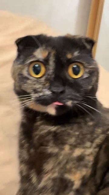 86e1b5f878273952ebd9dbd3b26e20d6