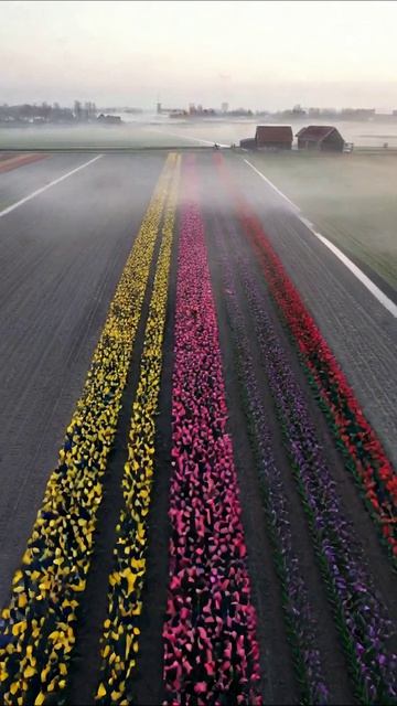 Цветные поля тюльпанов: красота весны #тюльпаны #природа #весна