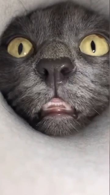 Ой какой котик 😍🥰😘