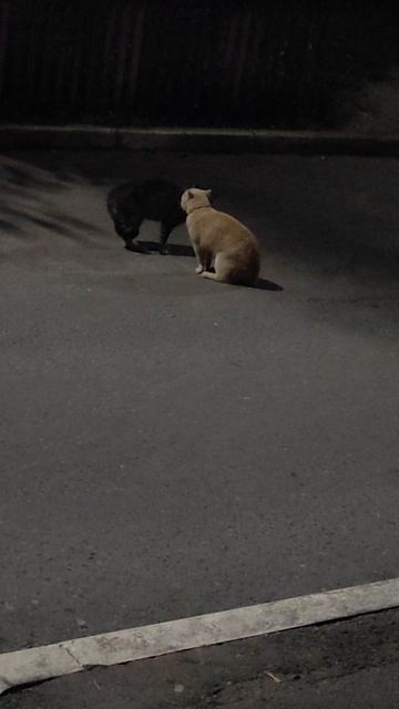 2 кошки мяу 😼