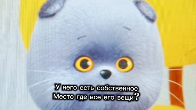 Вопросы про кота Басика