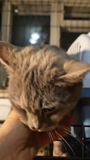 Ляся активно ЖАЖДЕТ УЕХАТЬ В СЕМЬЮ! У неё для переезда все готово - стерилизована, от паразитов и пр