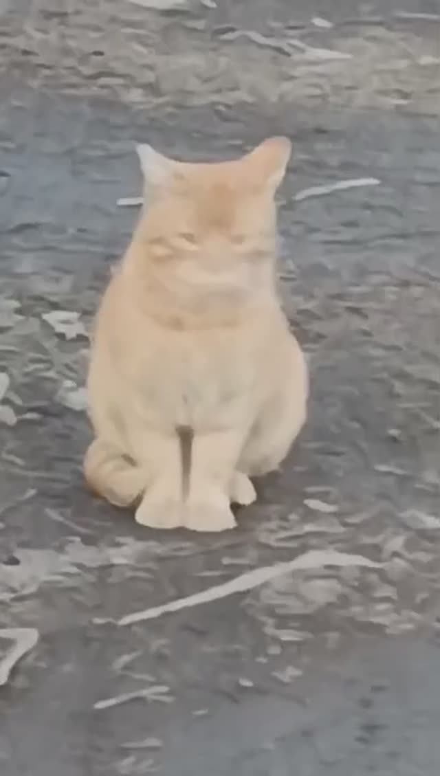 Кошка-мама воспитывает детей