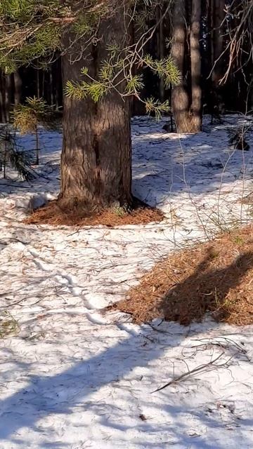 По весеннему лесу с палками Чот хорошо-то как!