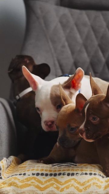 Зачем рисковать здоровьем любимца, если болезнь можно предотвратить❓