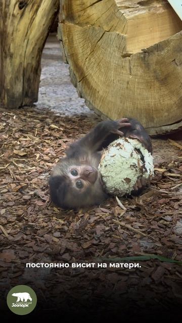 Знакомьтесь: «лучший друг» малышки вандеру!🥰