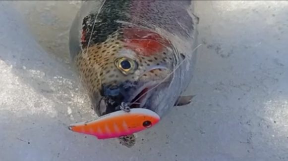 Форель клюёт по всей акватории. Спорт-зона. Клёвое место Лосиный остров.