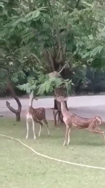 помощница 😂
#олени
#обезьяна #природа #животные #забавно #топ #рек