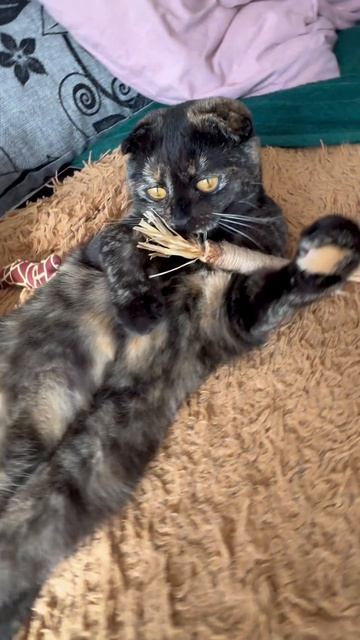 87bbd65a54c88b2b958ad3d093fb0940