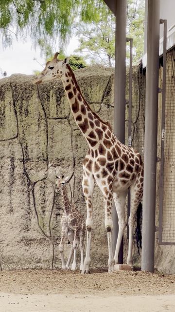 Заброшенная лестница: история воды и времени #дворец #заброшенныеместа #архитектура