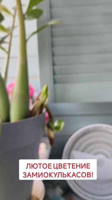 Лютое цветение замиокулькасов!