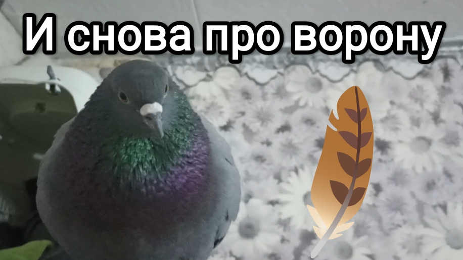 26-03-2026. И снова про ворону.