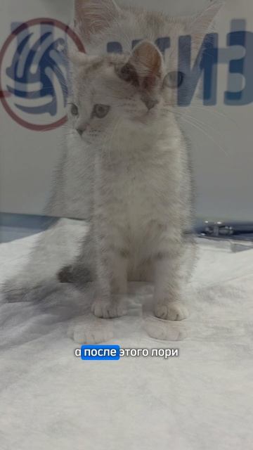 Прививка котёнку в ветеринарной клинике в Калуге Жизнь.