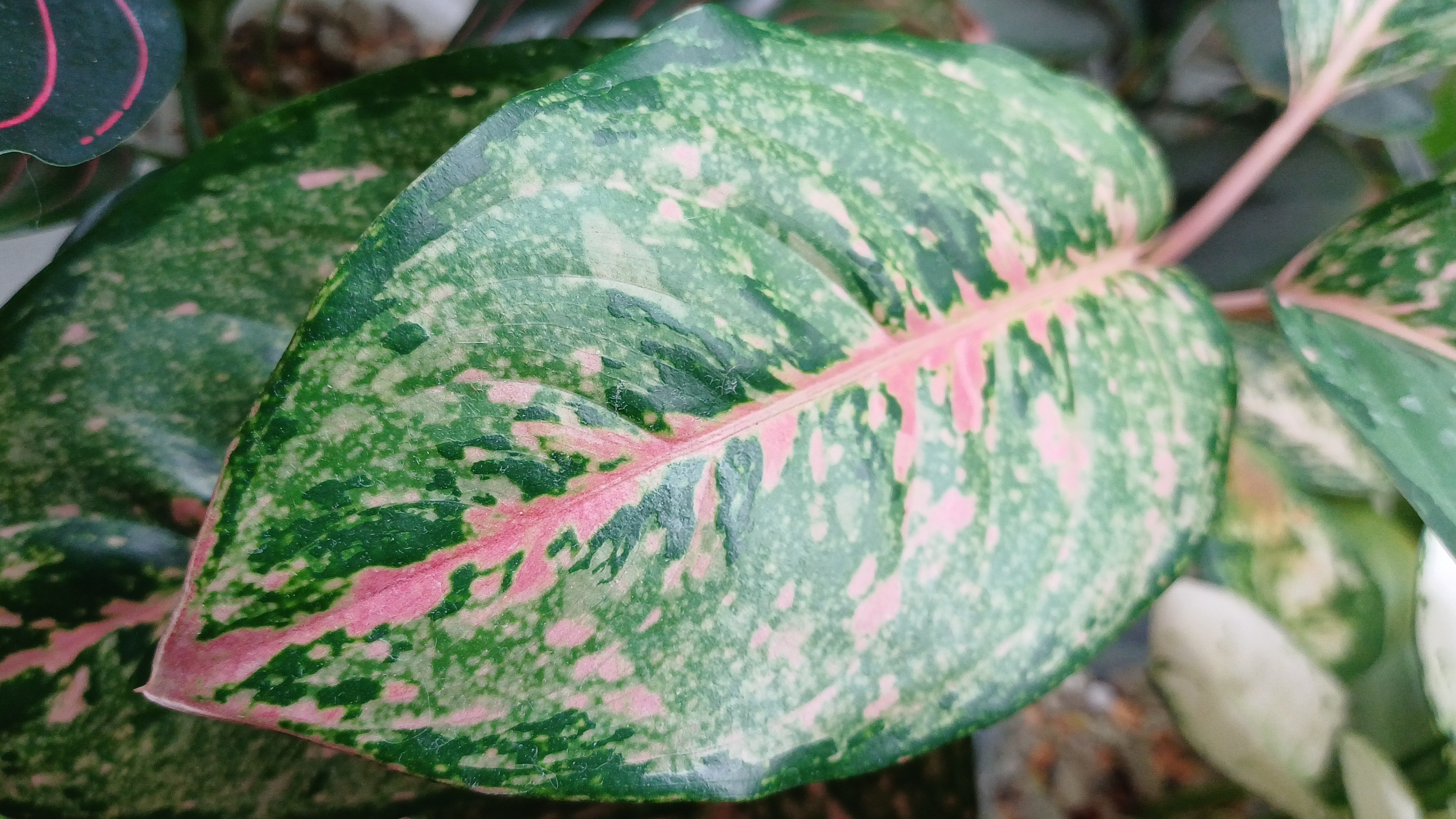 Комнатные растения🌿❤️ Новинка🌟 Обработка от клеща🕷