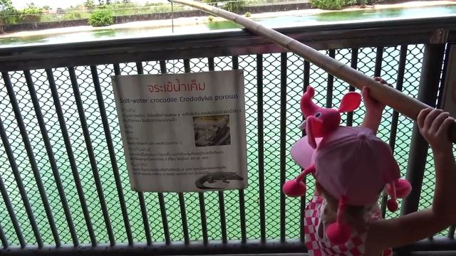 Настя в зоопарке кормит животных