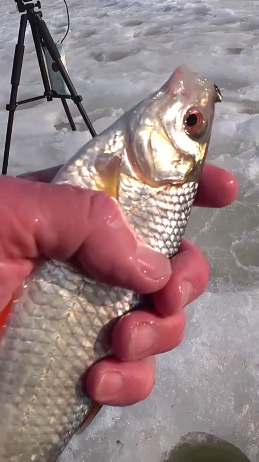 МОЖАЙСКАЯ ПЛОТВА.