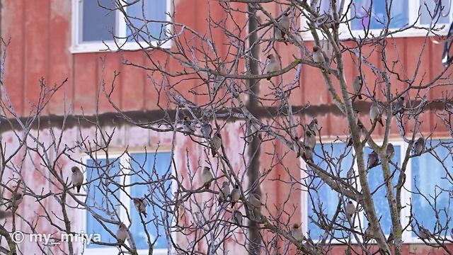 Свиристели в городе