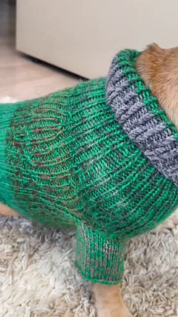 Жертва бабушкиной любви или ушастый модник #французскийбульдог #собакиприколы #одеждадлясобак