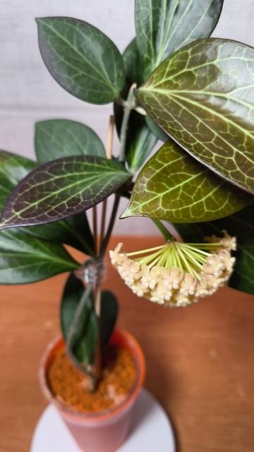 Хойя Хельвегиана.