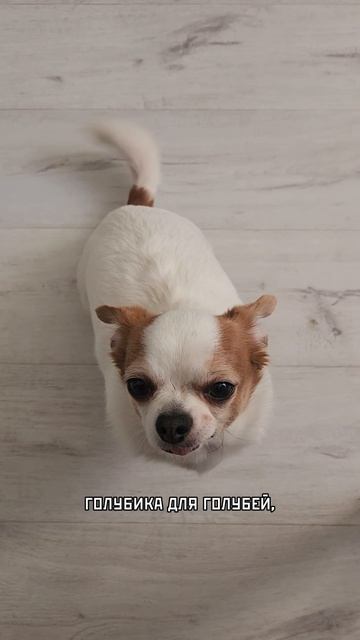 Именное блюдо 🐶🐾