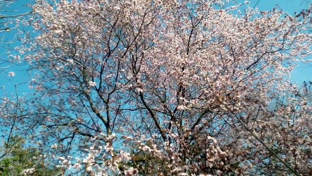 Цветение сакуры в парке Гудовича, Анапа