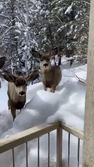 Пришли в гости