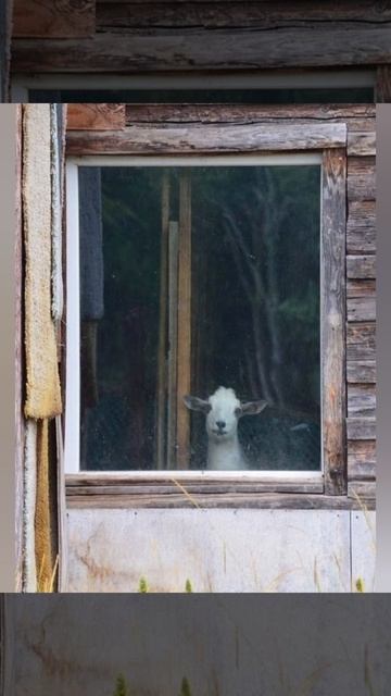 Полина Орынянская 