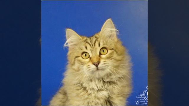 Слайд-шоу фото Ramses 3,5 месяца