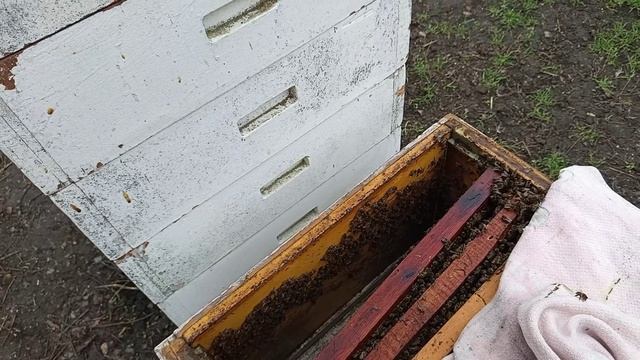 При каком варианте верхней вентиляции пчелы за зиму сьели меньше кормов.