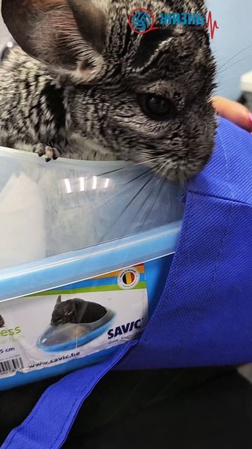 Лечение шиншилл в Калуге. Ветклиника Жизнь.