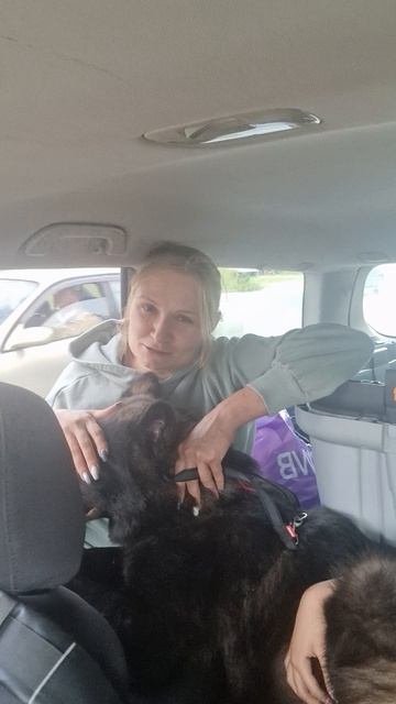 Русский вольфхунд Брайтон #собаки #русскийвольфхунд #щенки #новое #животные