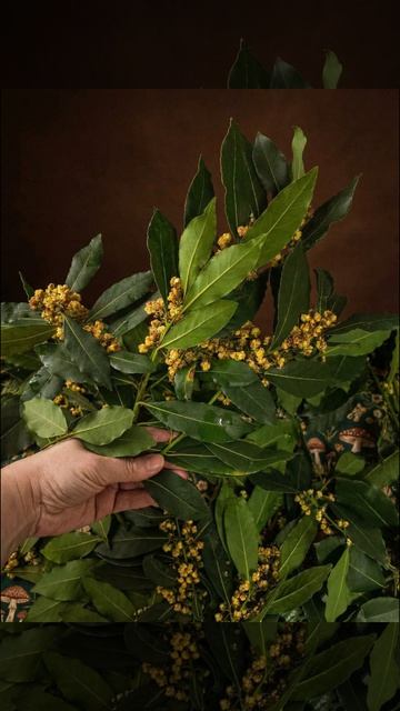 Мыло с лавром: весенняя заготовка, аромат природы и сила растения