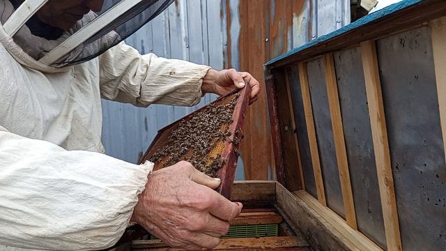 Спасал слабыша а в итоге спасаю среднюю семью от трутовочности.