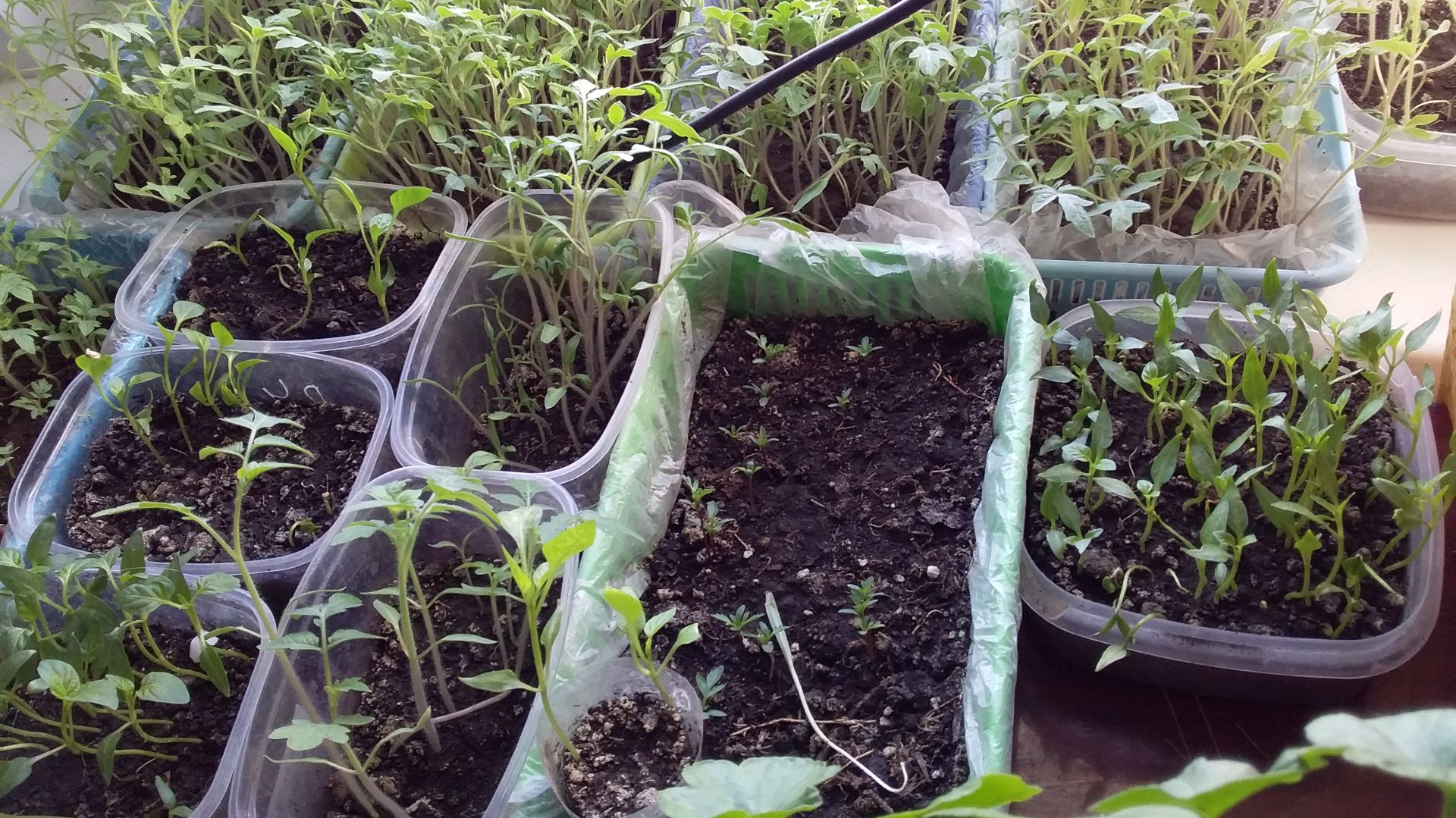 Рассада на 25 марта 2026. 3 часть