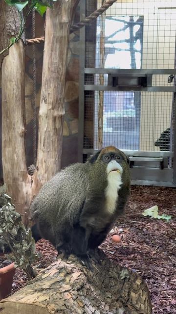 У самки мартышки Бразза появился спутник жизни!💗